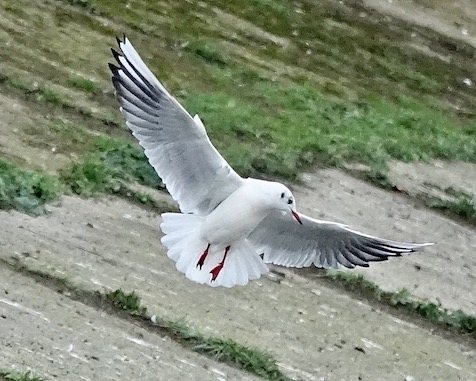 black-headed gull